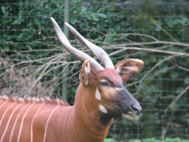 Eastern bongo 3