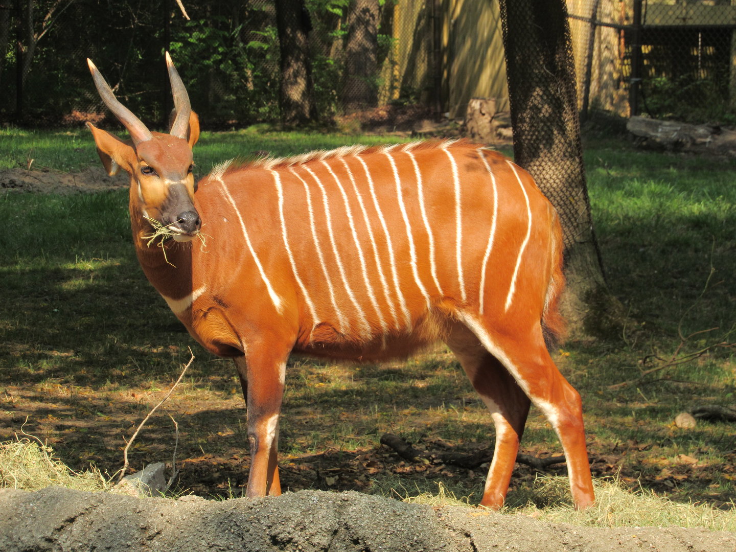 Eastern Bongo - 6/18/23