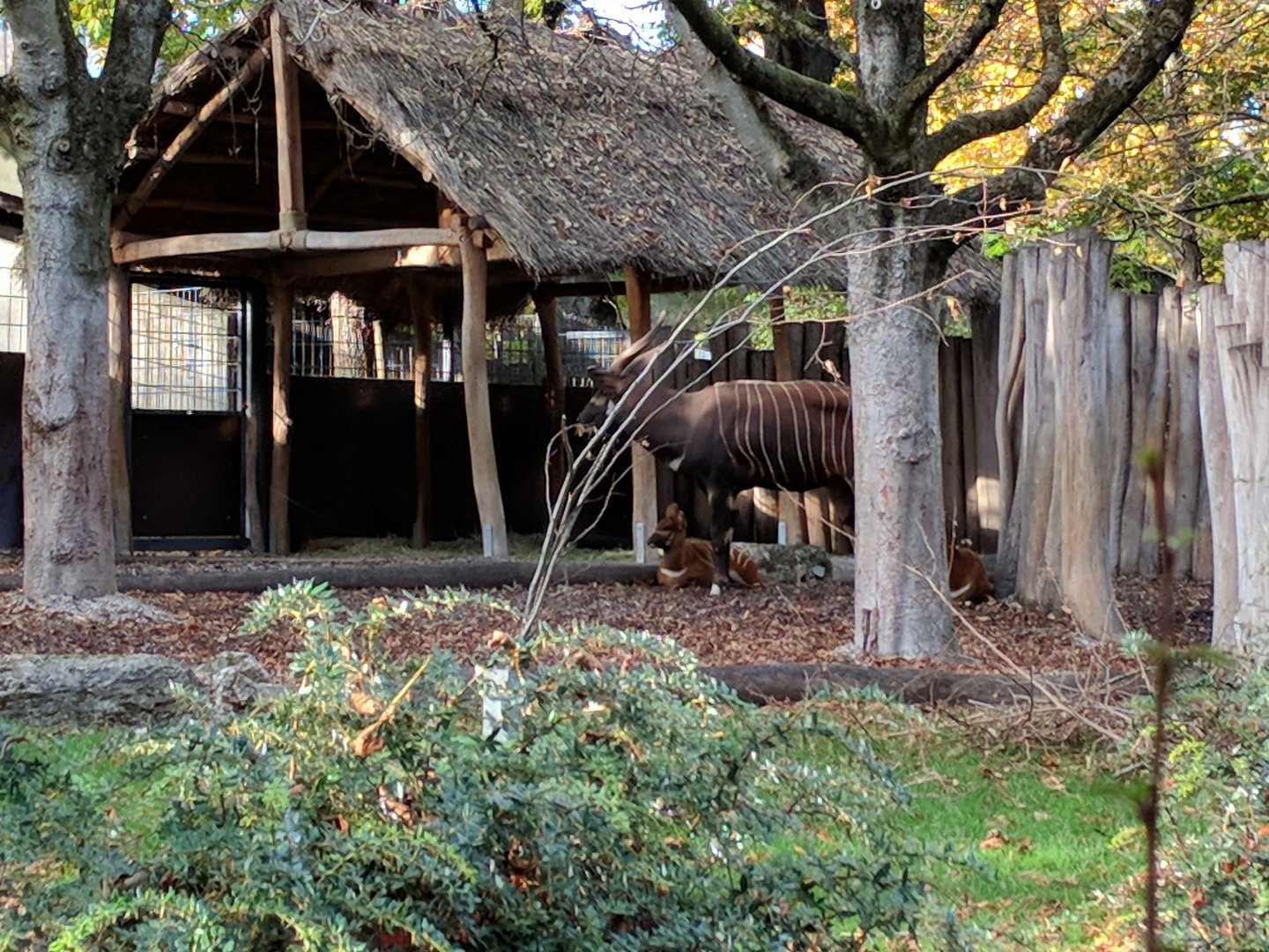 Eastern Bongo and kirks dik dik Enclosure