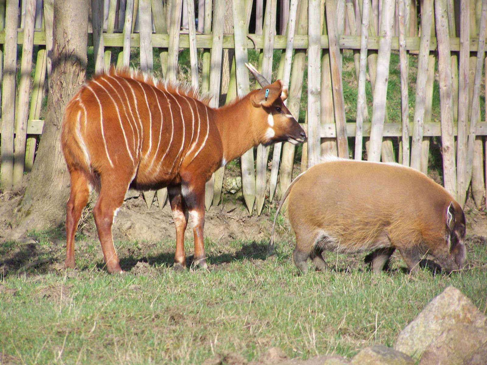 Eastern Bongo and Red river hog
