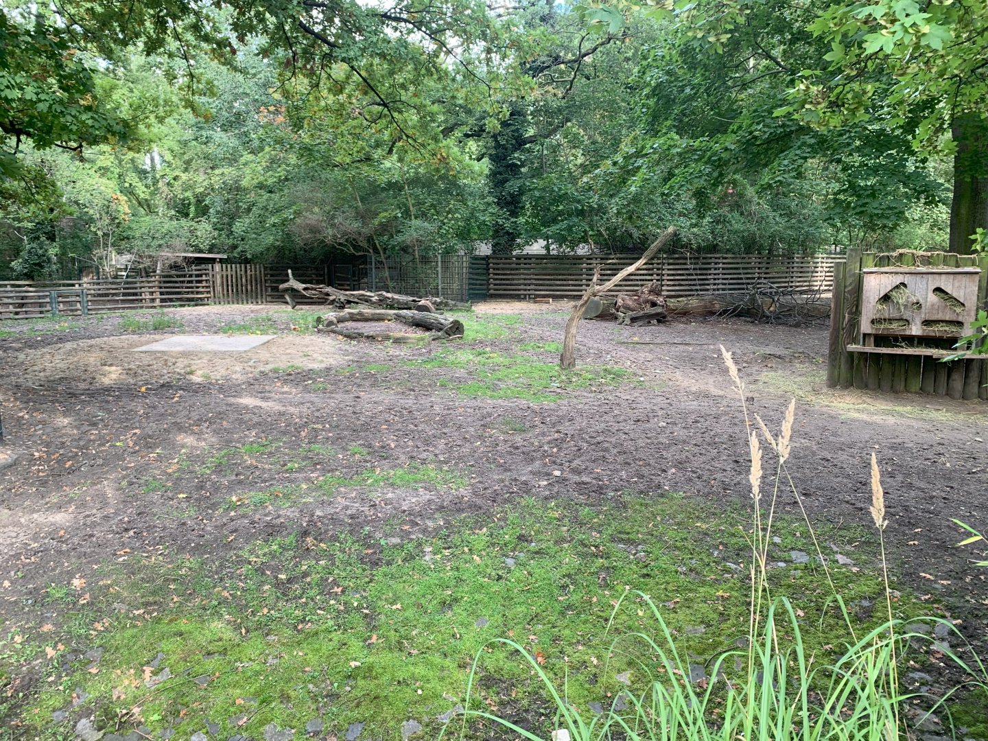 Eastern Bongo and Sitatunga enclosure