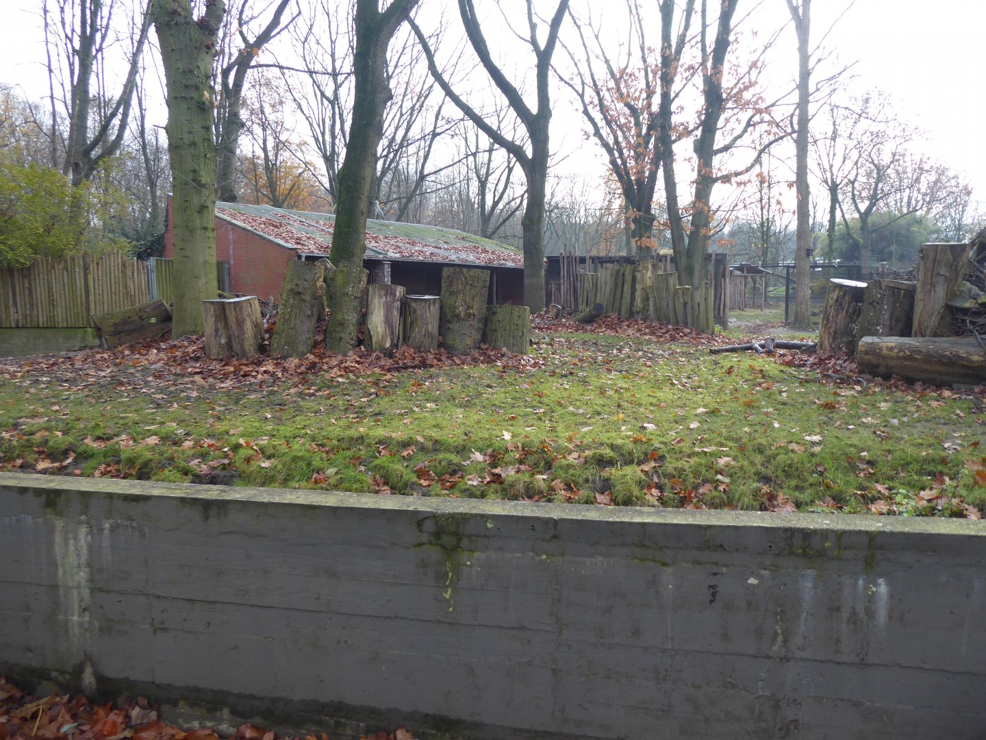 Eastern bongo and Western blue duiker enclosure 011219