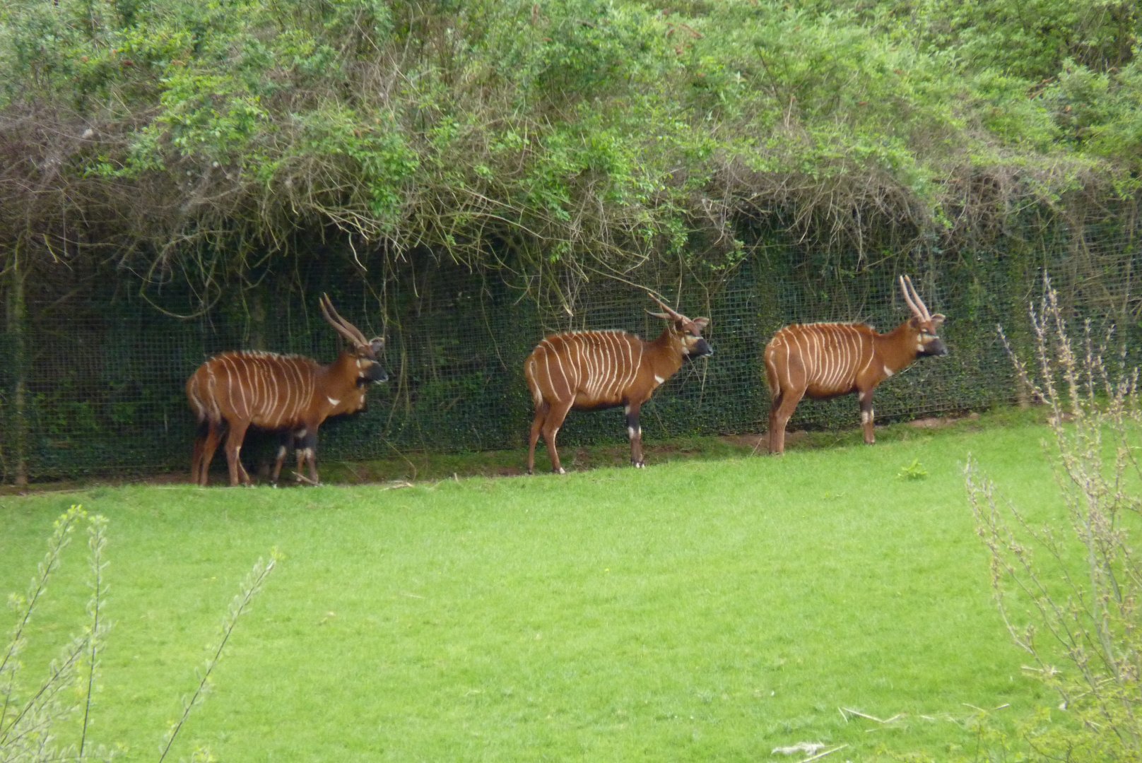 Eastern Bongo, April 2017