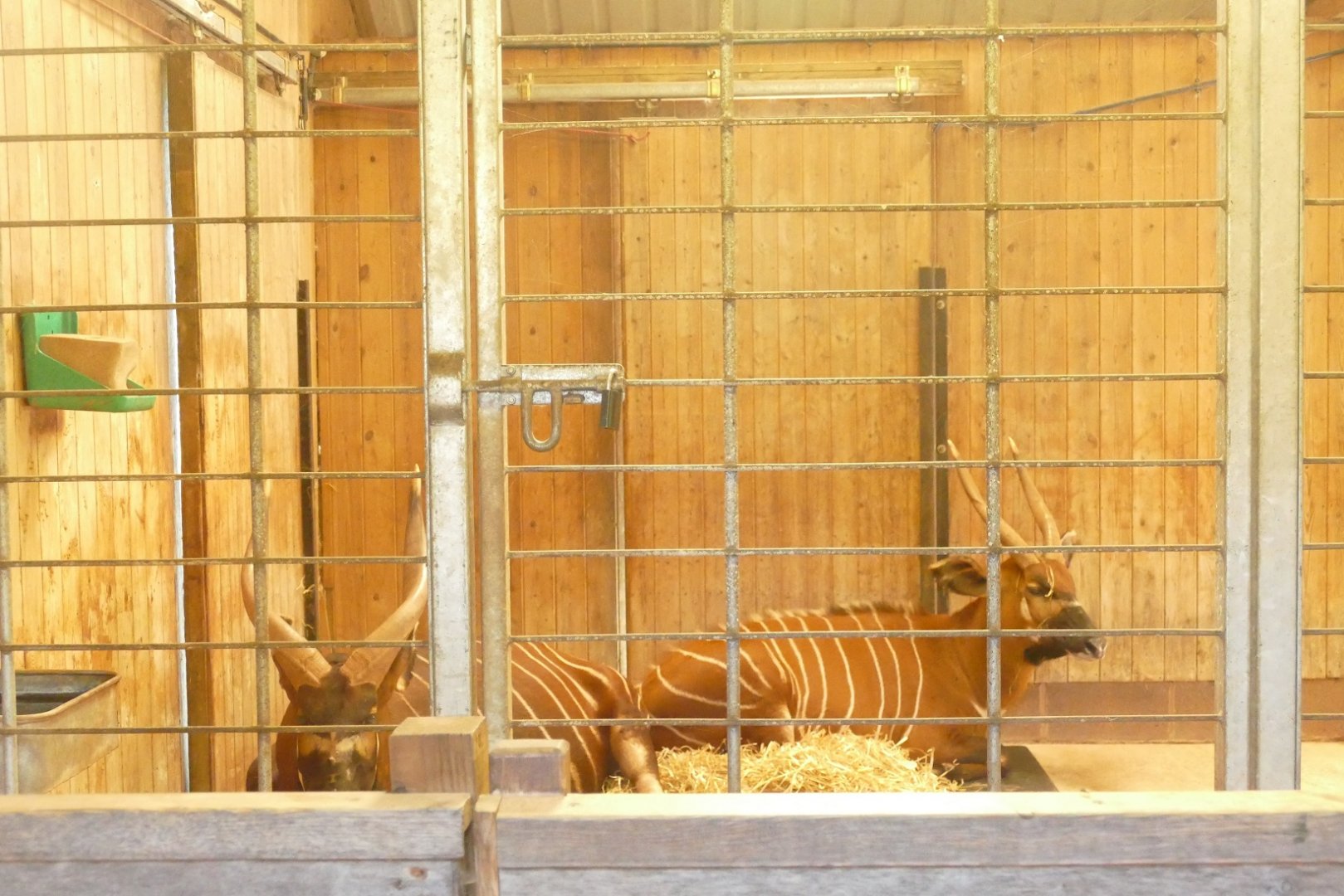 Eastern Bongo, April 2021