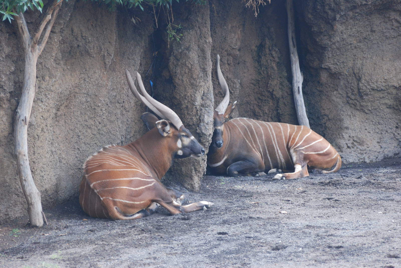 Eastern Bongo at Bioparc Valencia, 28/05/11