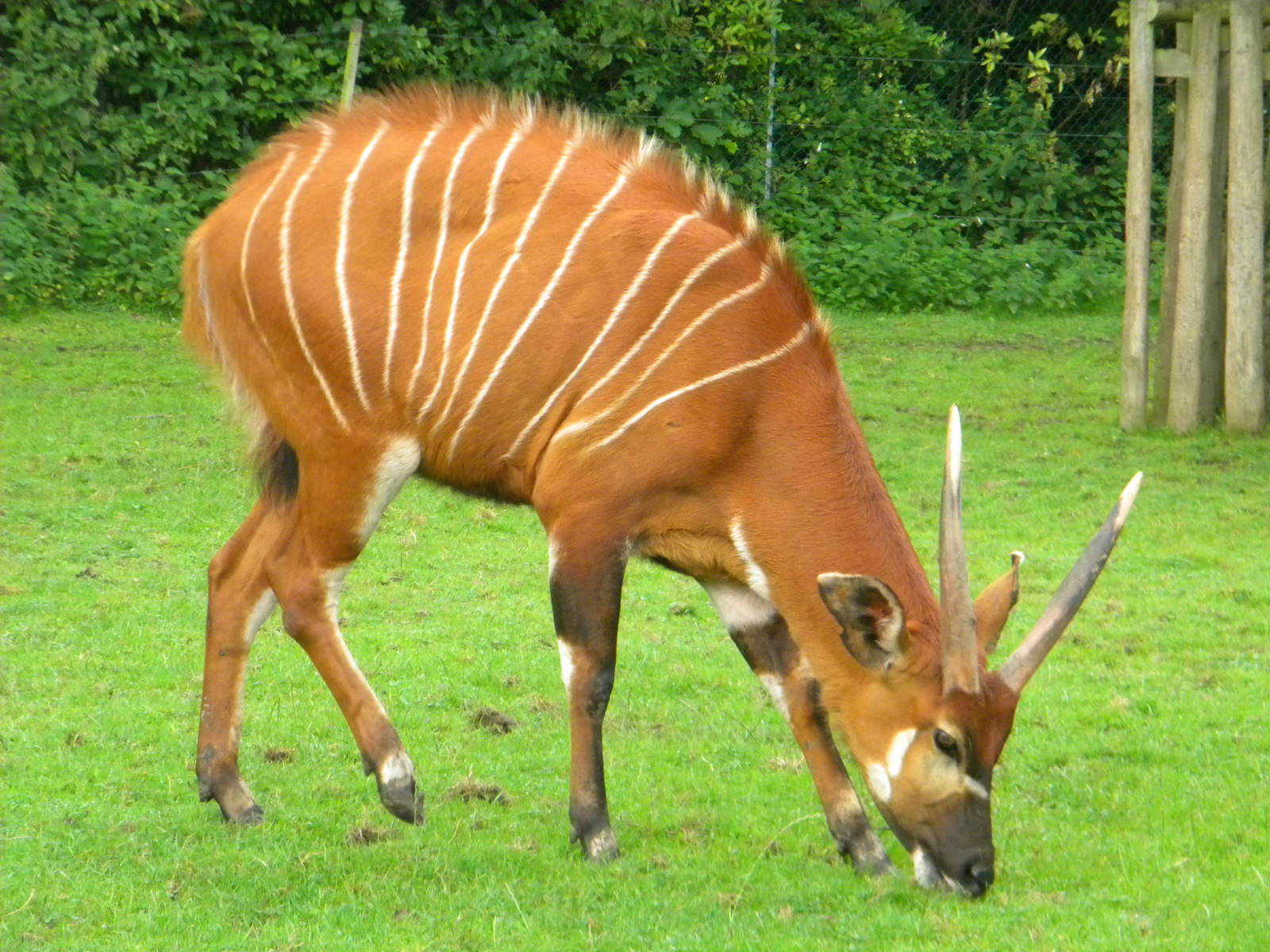 Eastern Bongo at Blackpool Zoo 07/08/11