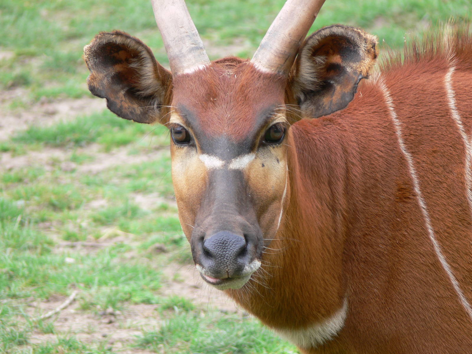 Eastern Bongo at Blackpool Zoo, 16/08/14
