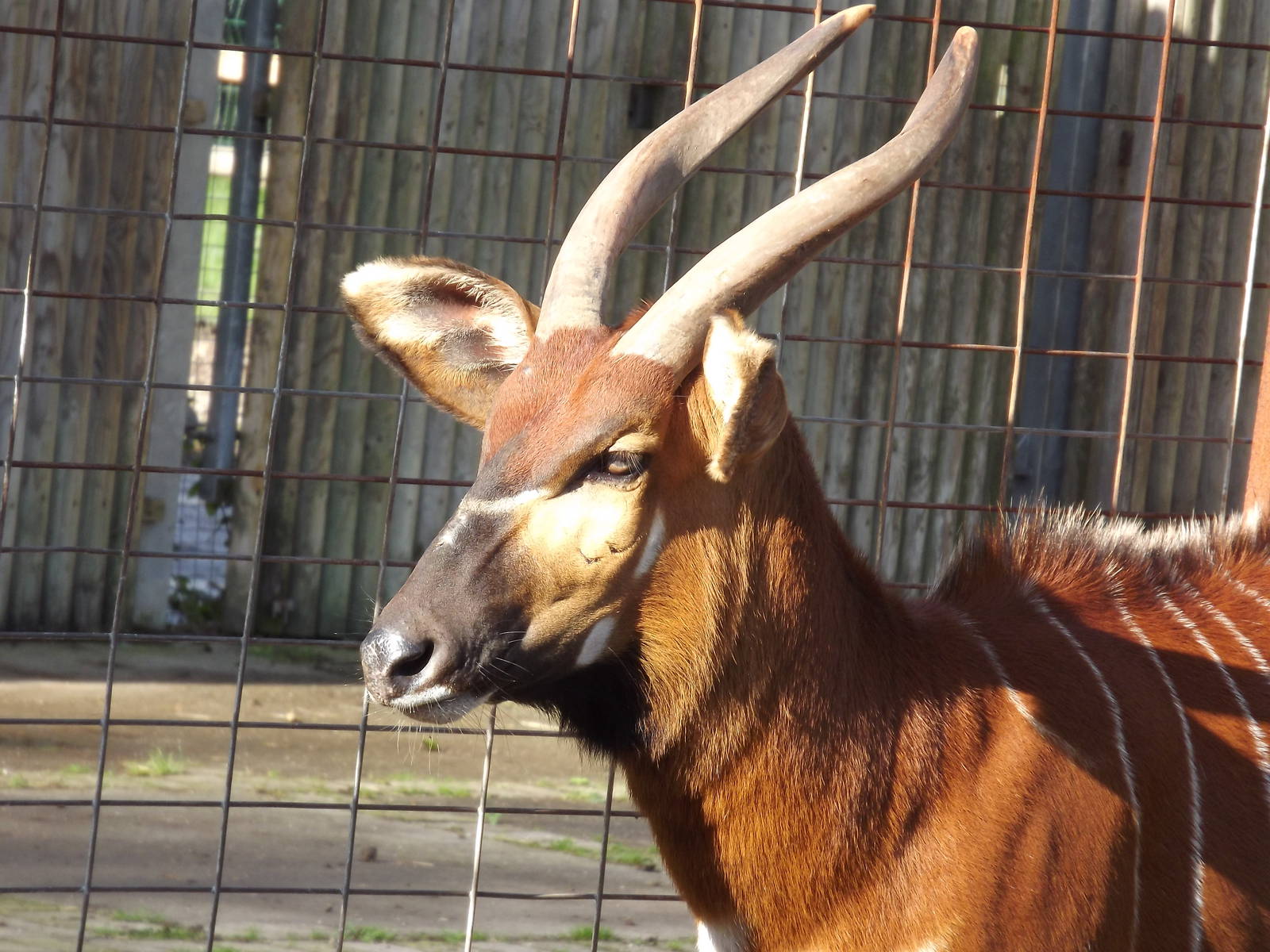 Eastern Bongo at Blackpool zoo 16/10/11