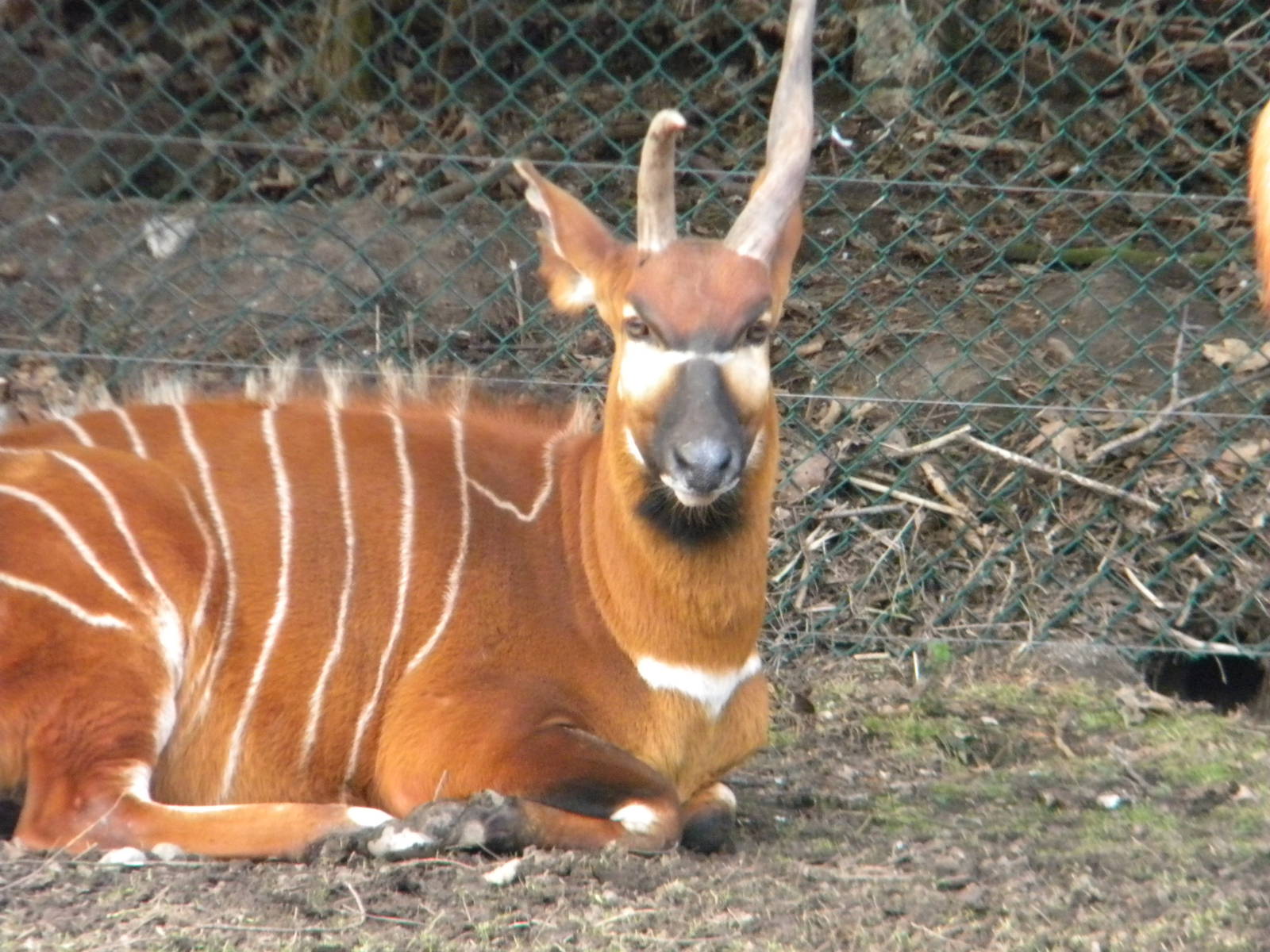 Eastern Bongo at Blackpool Zoo 2011.