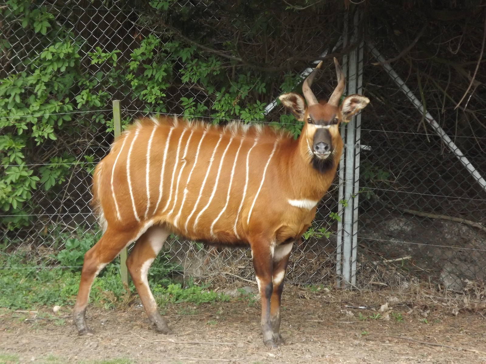Eastern Bongo at Blackpool Zoo 21/04/12