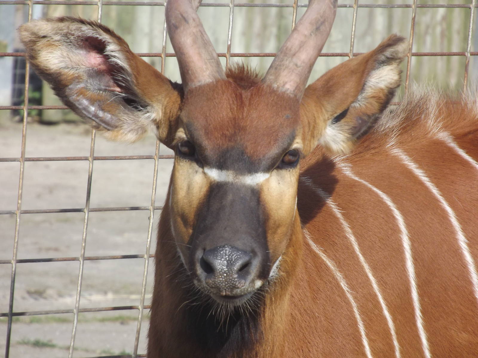 Eastern Bongo at Blackpool Zoo 25/03/12