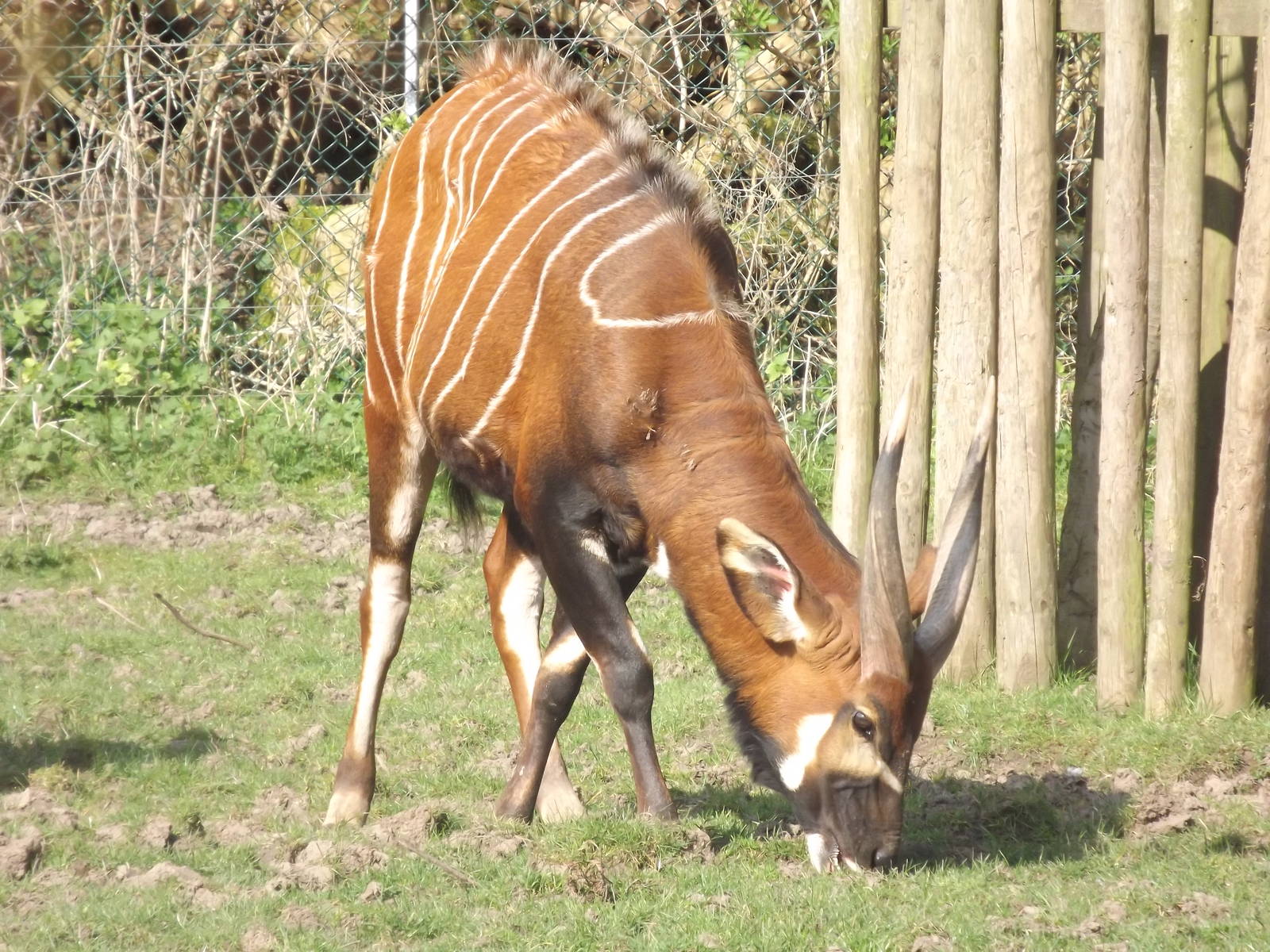 Eastern Bongo at Blackpool Zoo 25/03/12