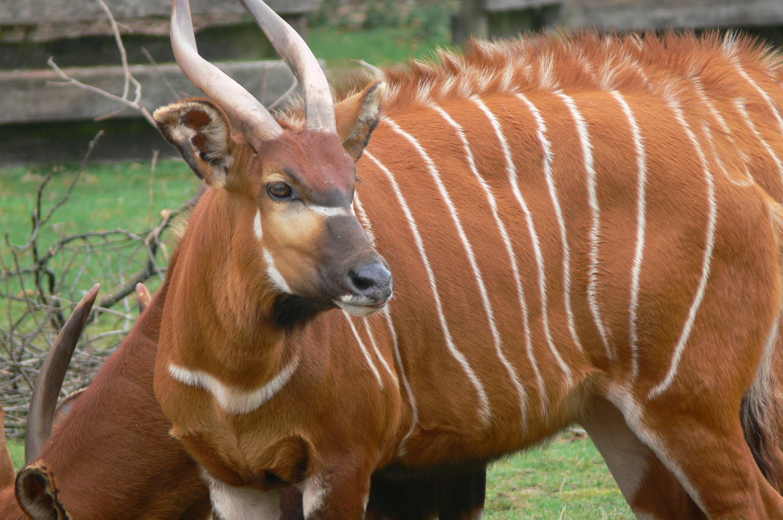 Eastern Bongo at Blackpool Zoo, 27/09/14
