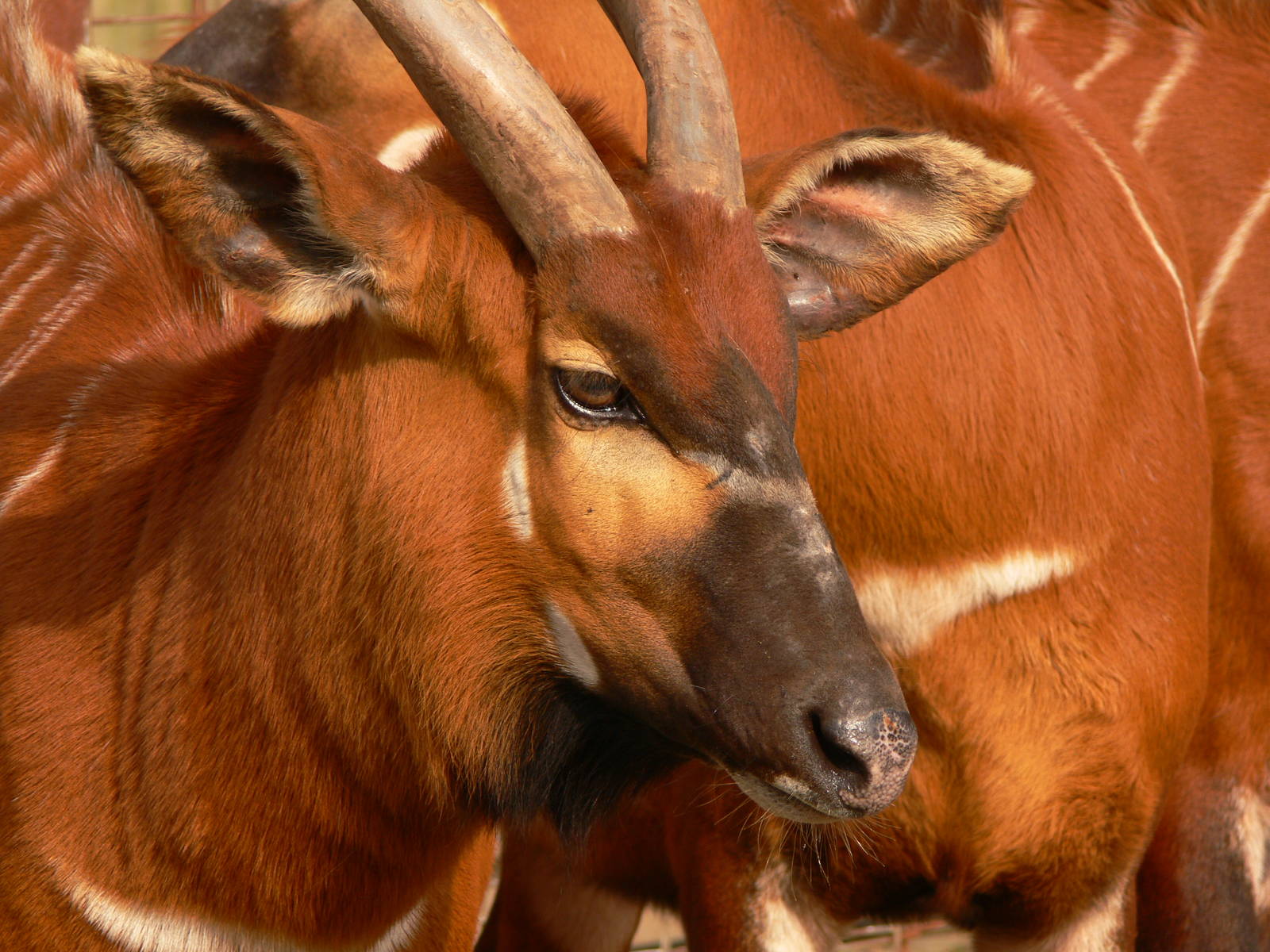 Eastern Bongo at Blackpool Zoo, 30/03/14