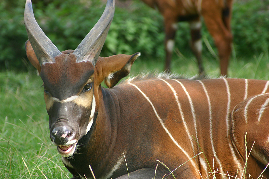 Eastern Bongo at Chester