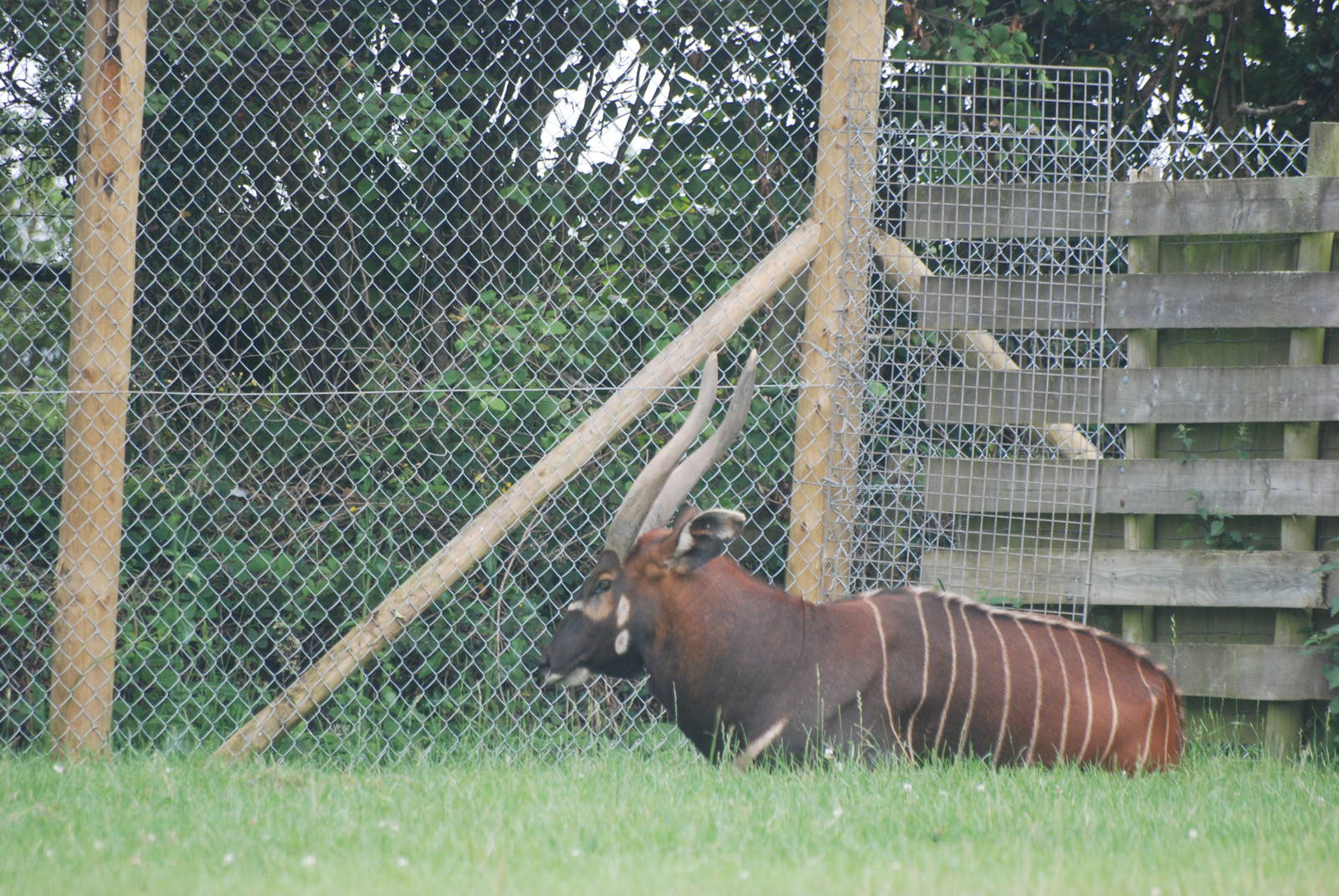 Eastern Bongo at Folly Farm, 01/08/11