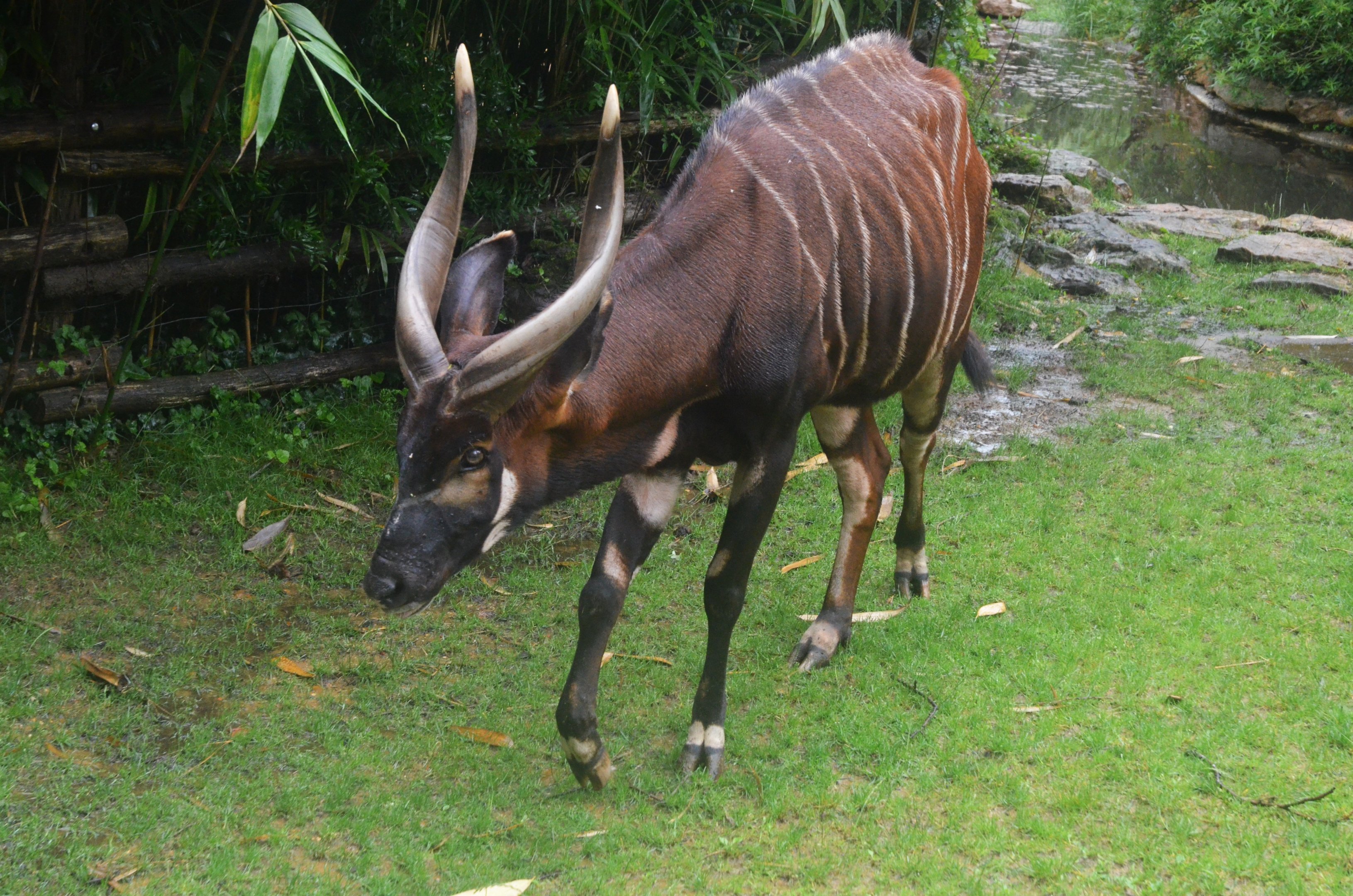 Eastern Bongo at La Flèche, 11/06/18
