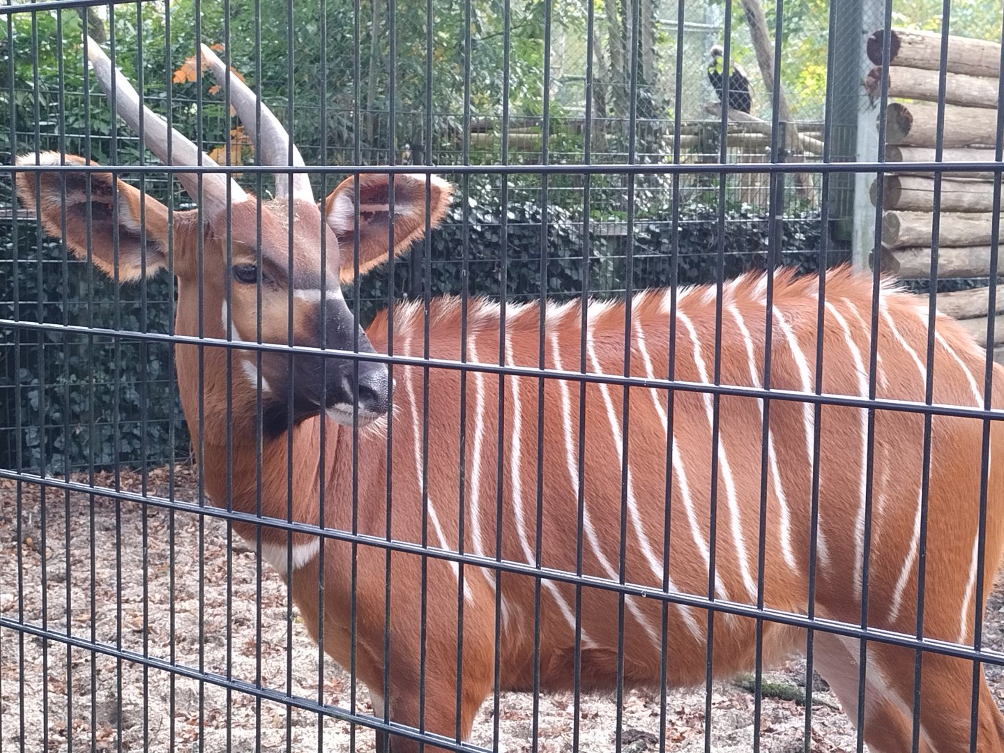 Eastern bongo at ouwehands