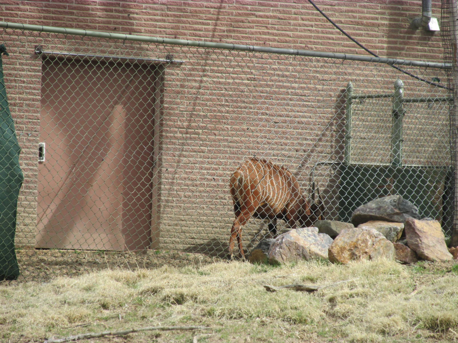 Eastern Bongo Back Exhibit