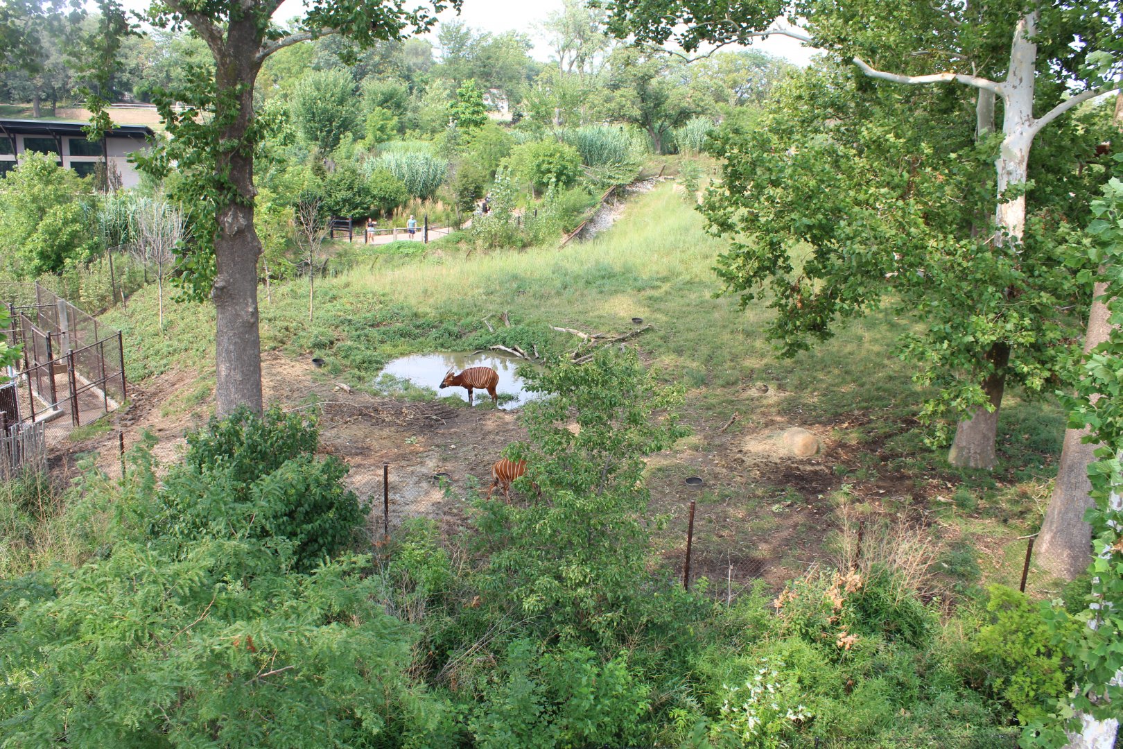Eastern Bongo & Blue Crane Exhibit - African Grasslands (View from Skyfari)
