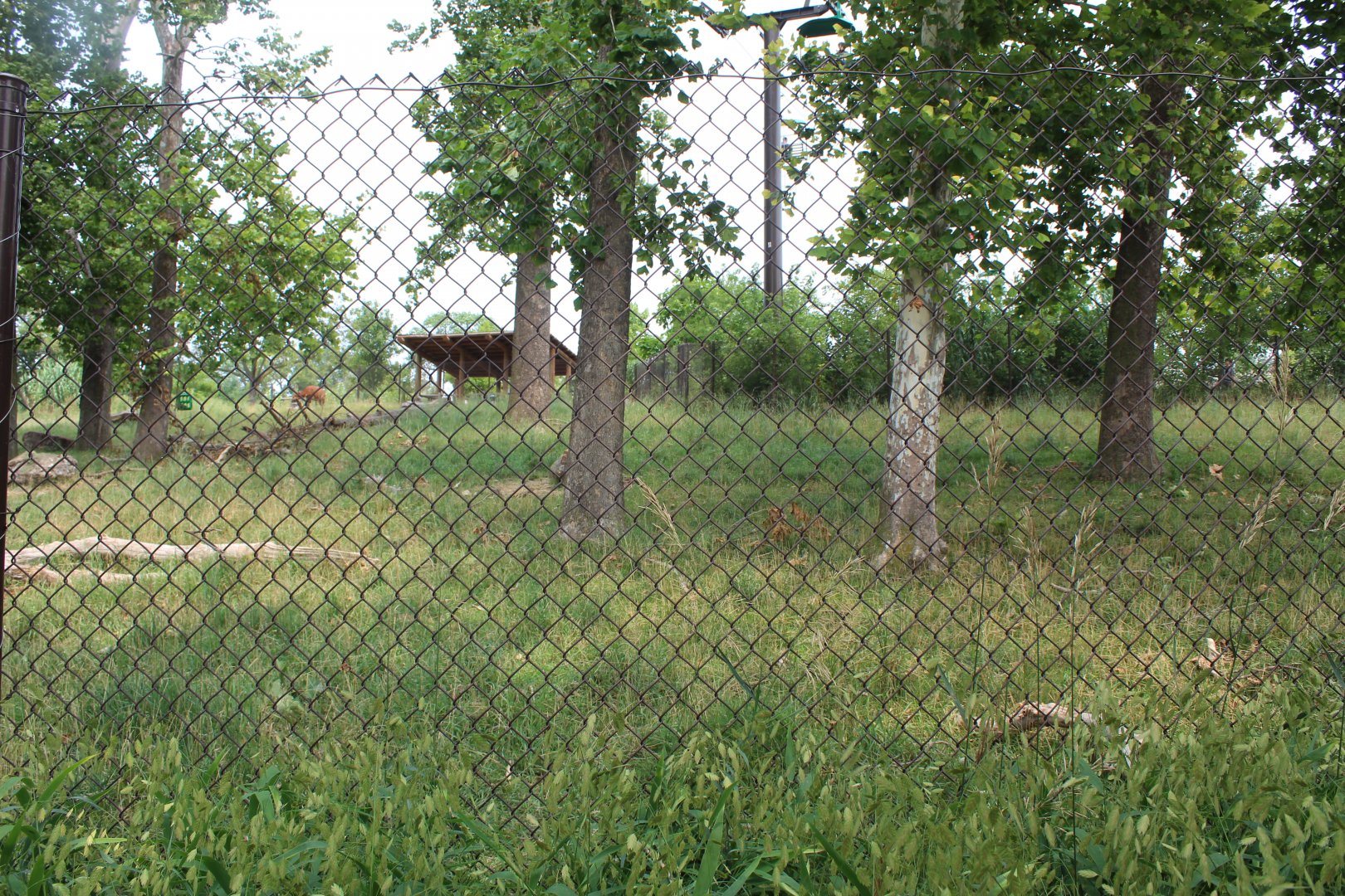 Eastern Bongo & Blue Crane Exhibit - African Grasslands