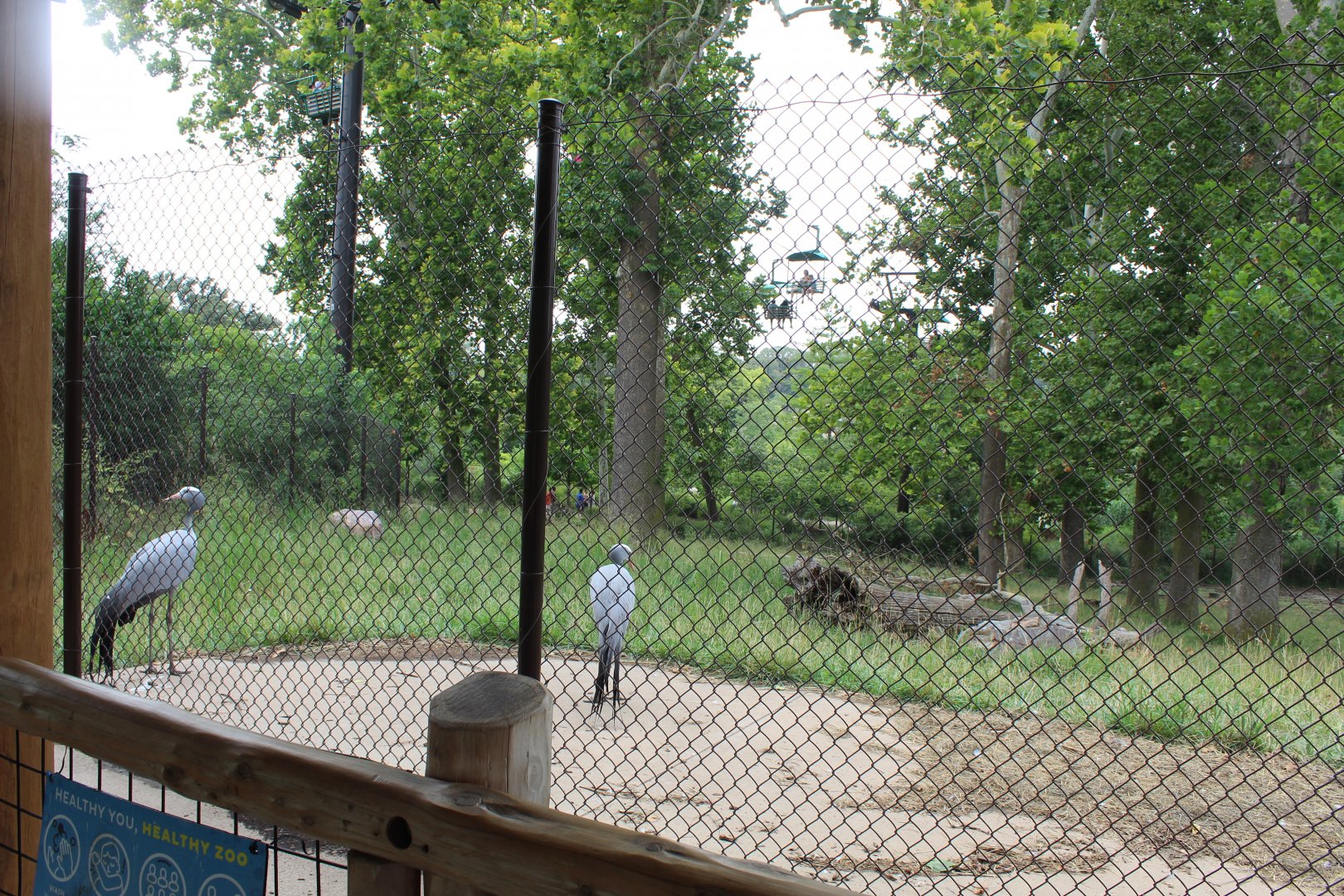 Eastern Bongo & Blue Crane Exhibit - African Grasslands