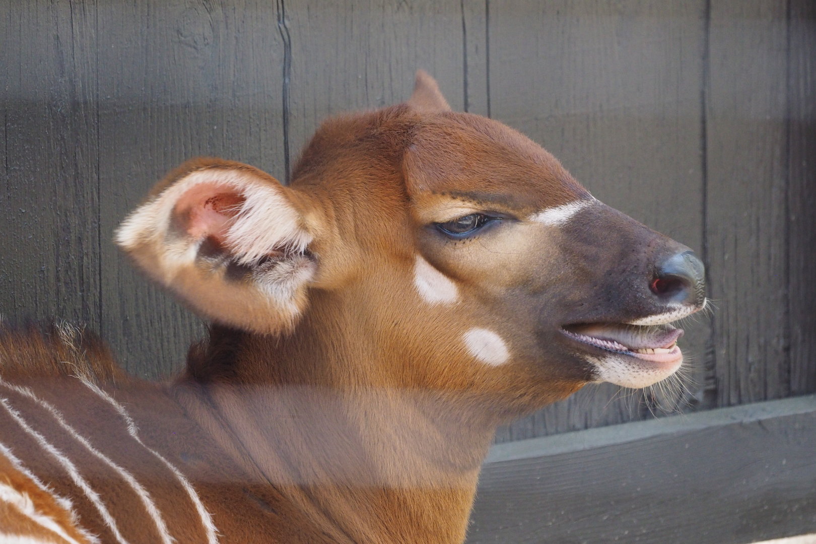 Eastern Bongo Calf 1
