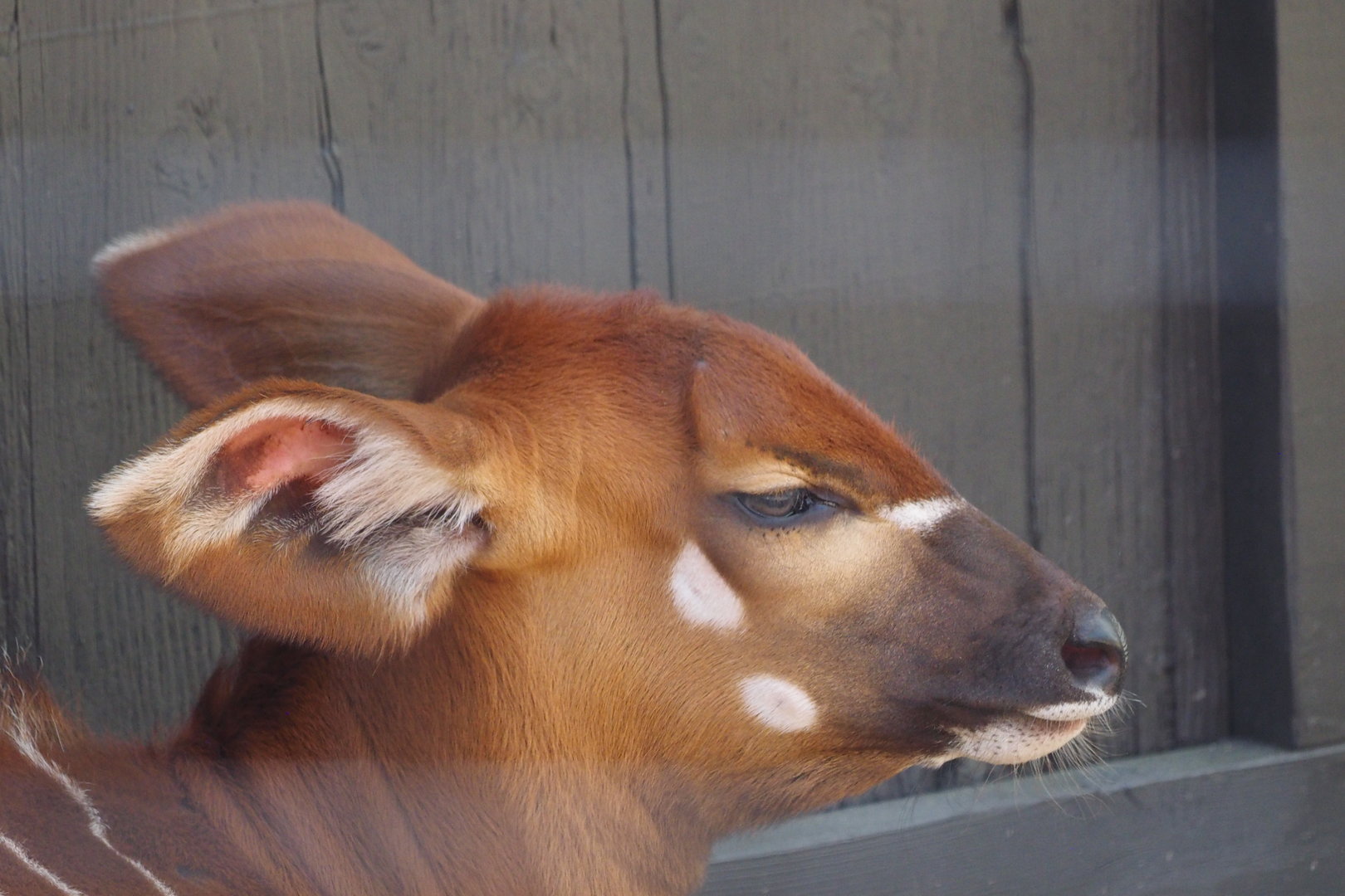 Eastern Bongo Calf 2