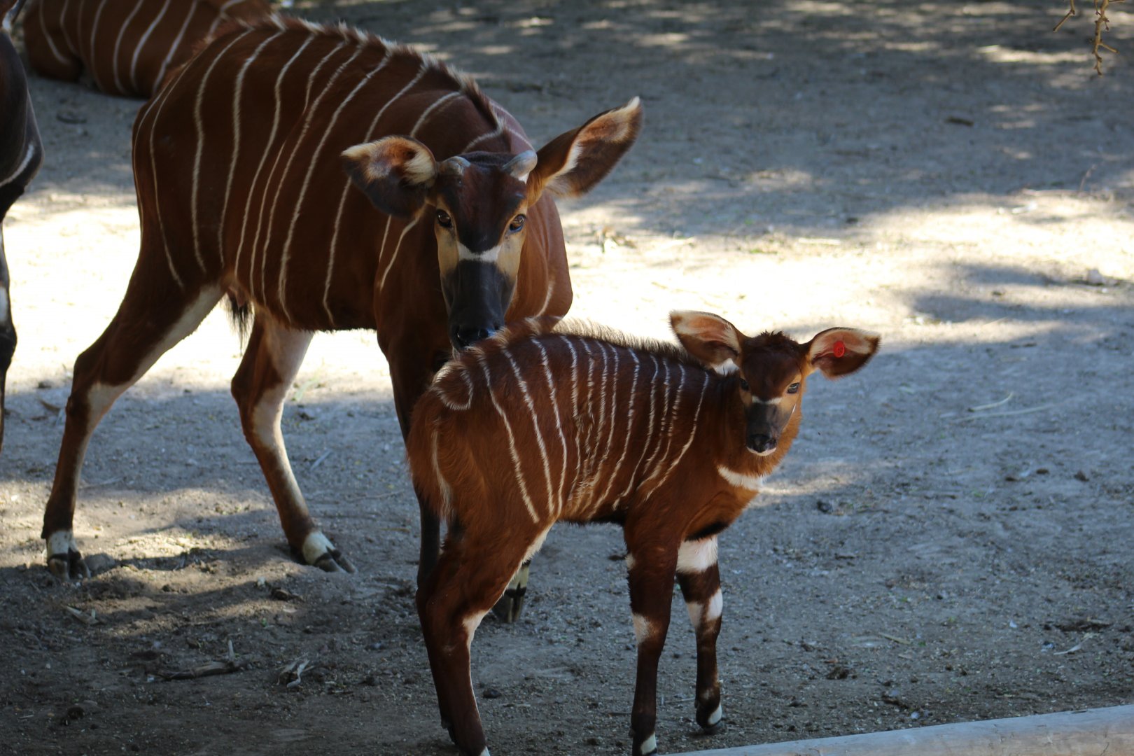 Eastern Bongo & Calf