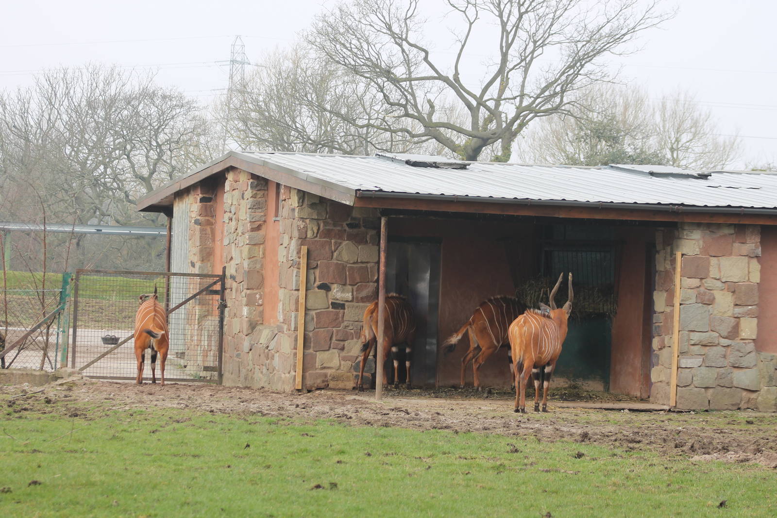 Eastern Bongo Chester Zoo 2013