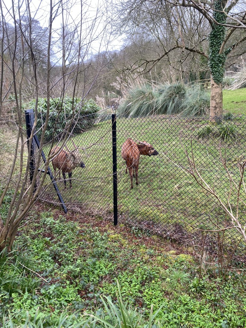 Eastern bongo enclosure 050224