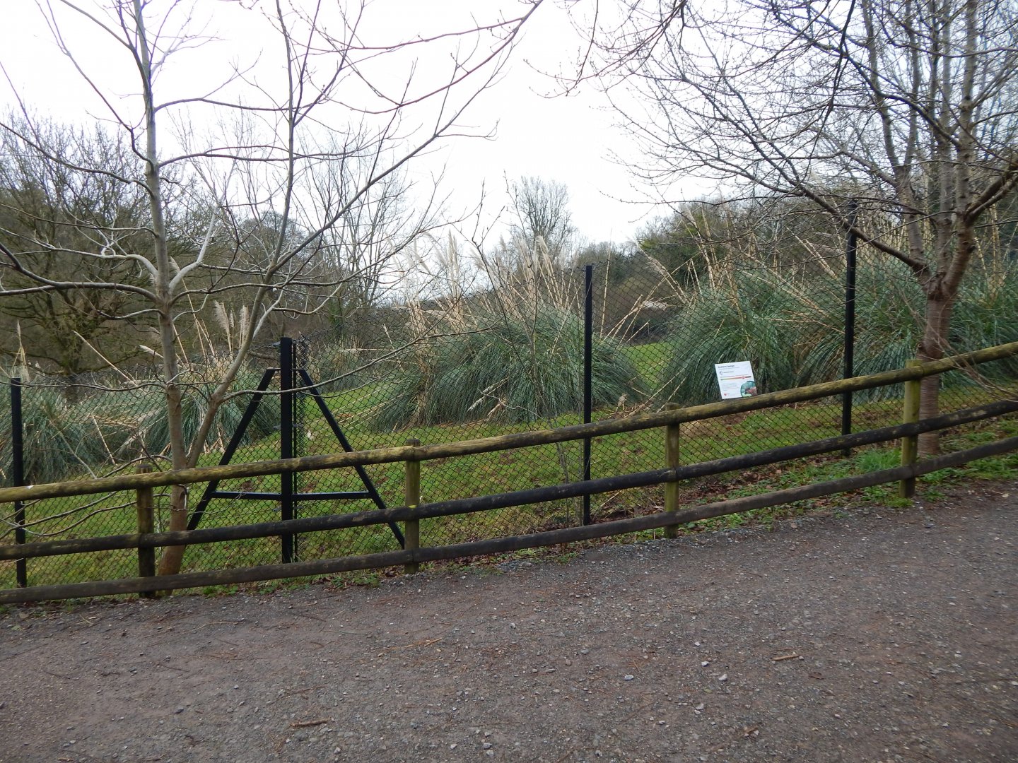 Eastern bongo enclosure 050224