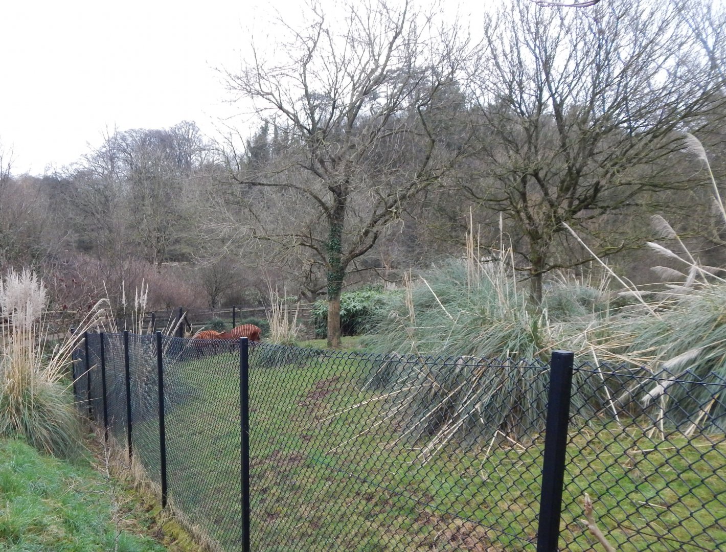 Eastern bongo enclosure 050224