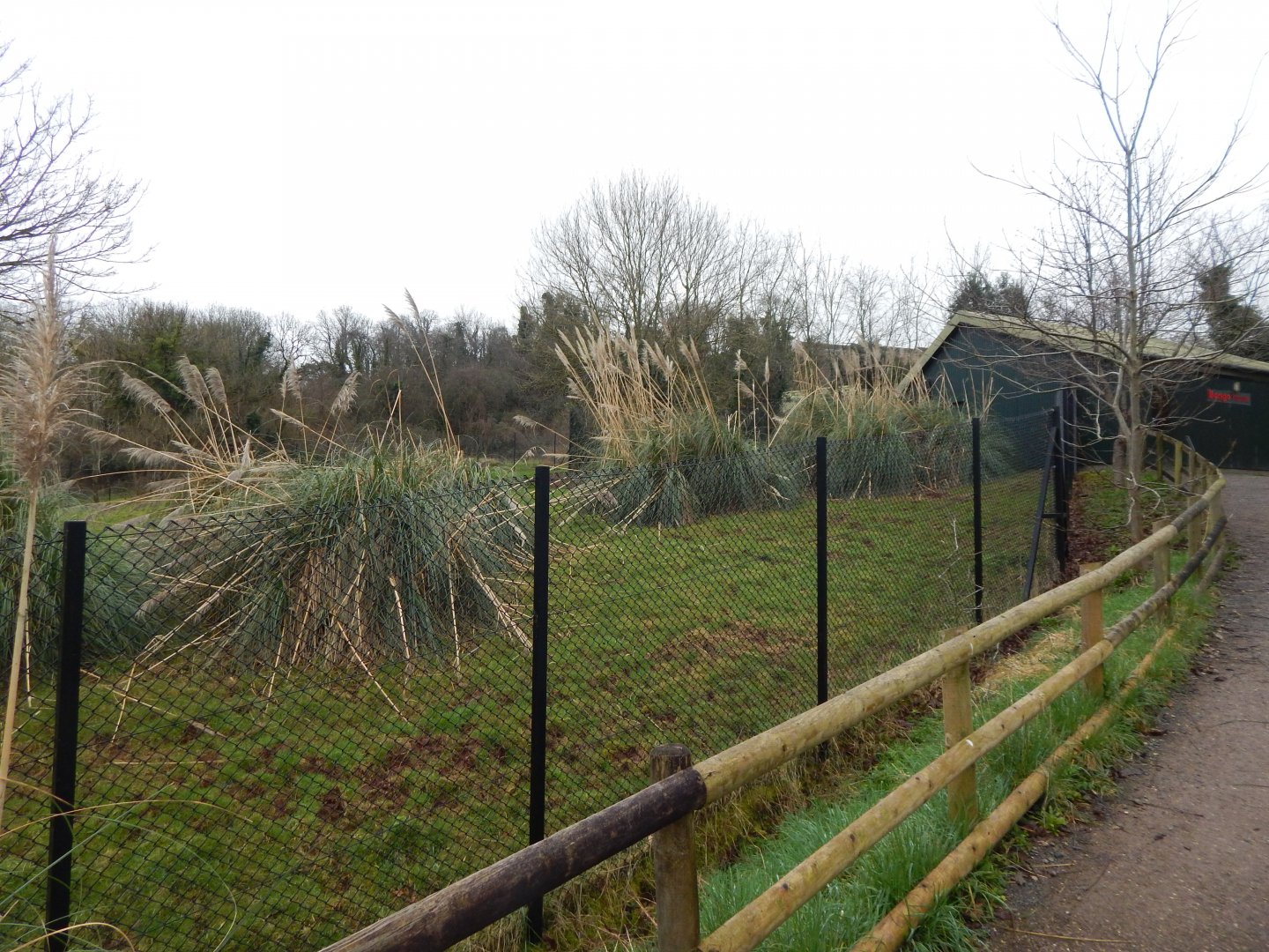Eastern bongo enclosure 050224