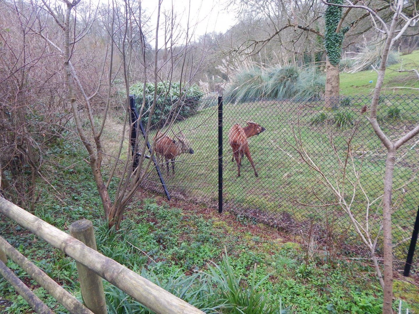 Eastern bongo enclosure 050224