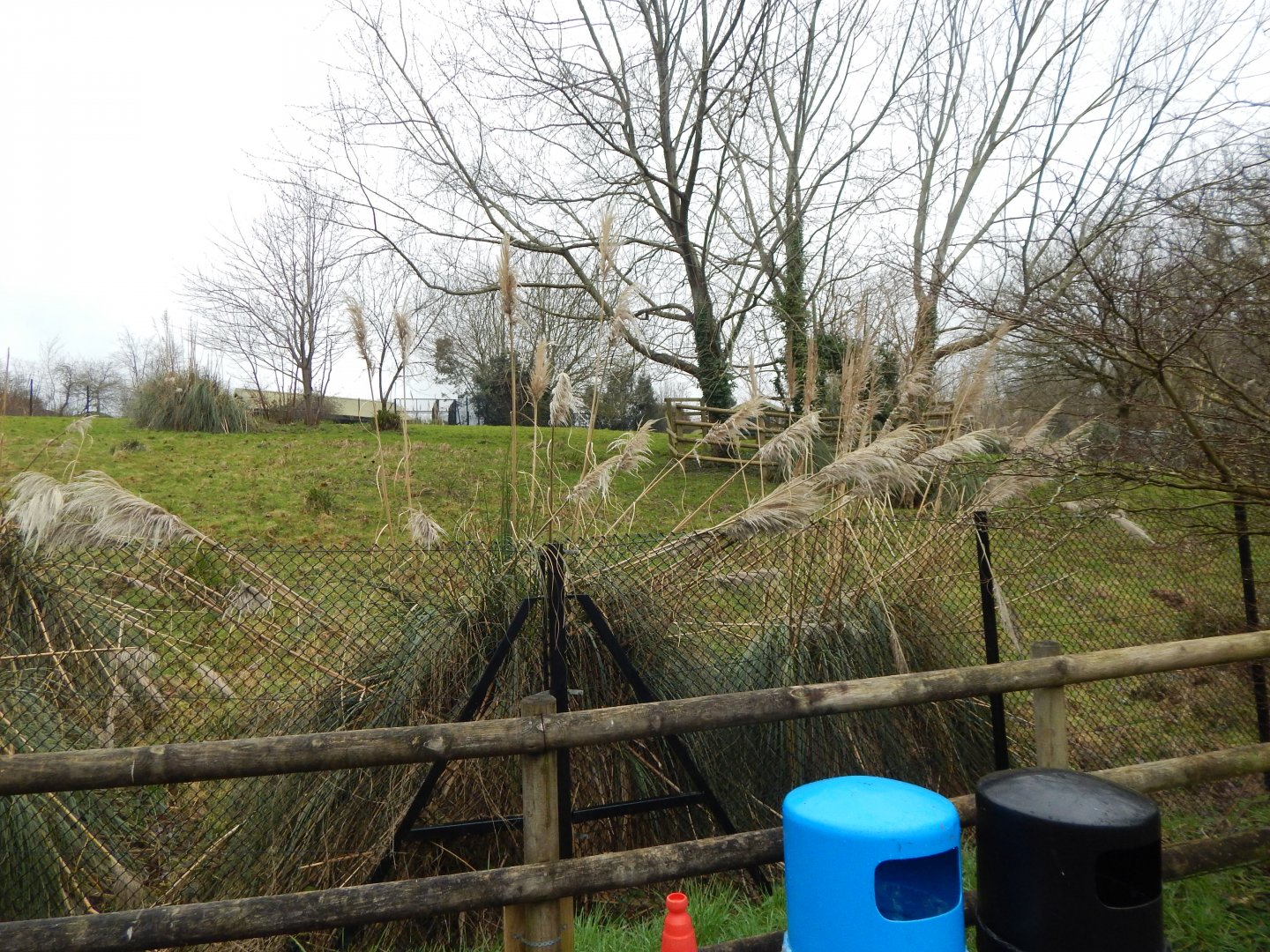 Eastern bongo enclosure 050224
