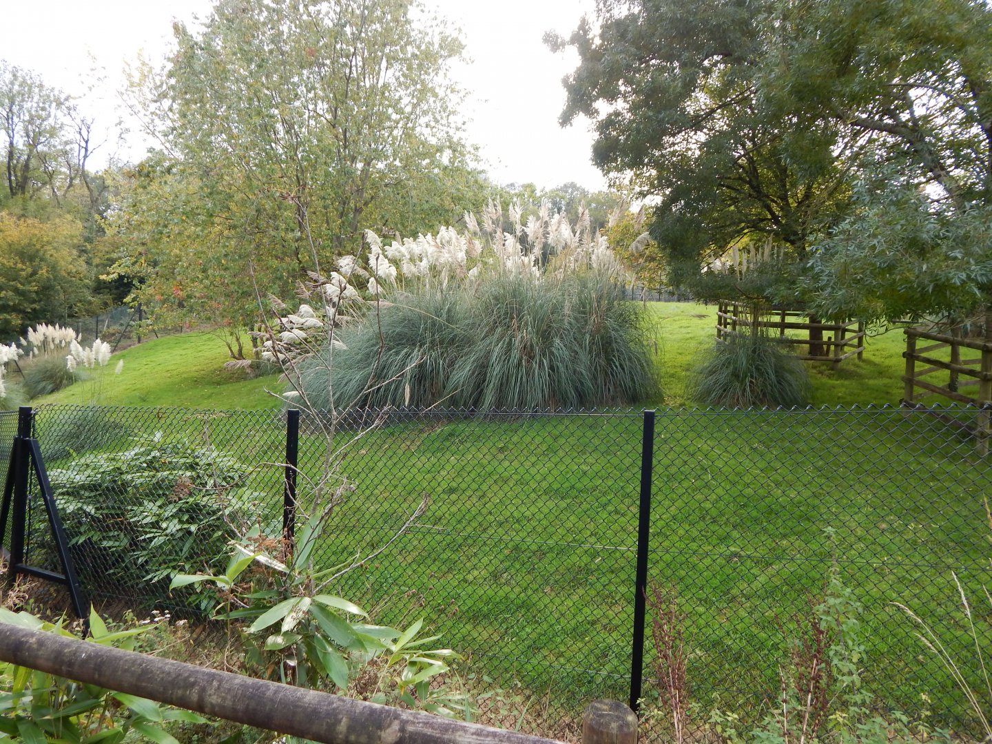 Eastern bongo enclosure 181020