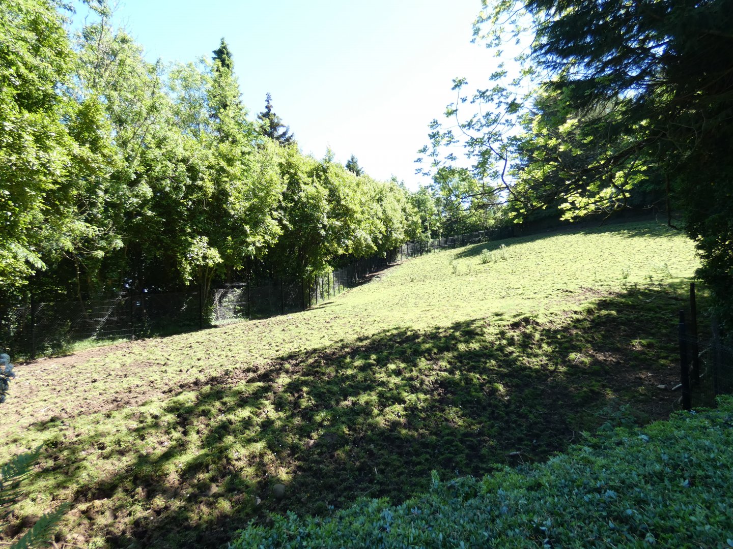 Eastern bongo enclosure (2)