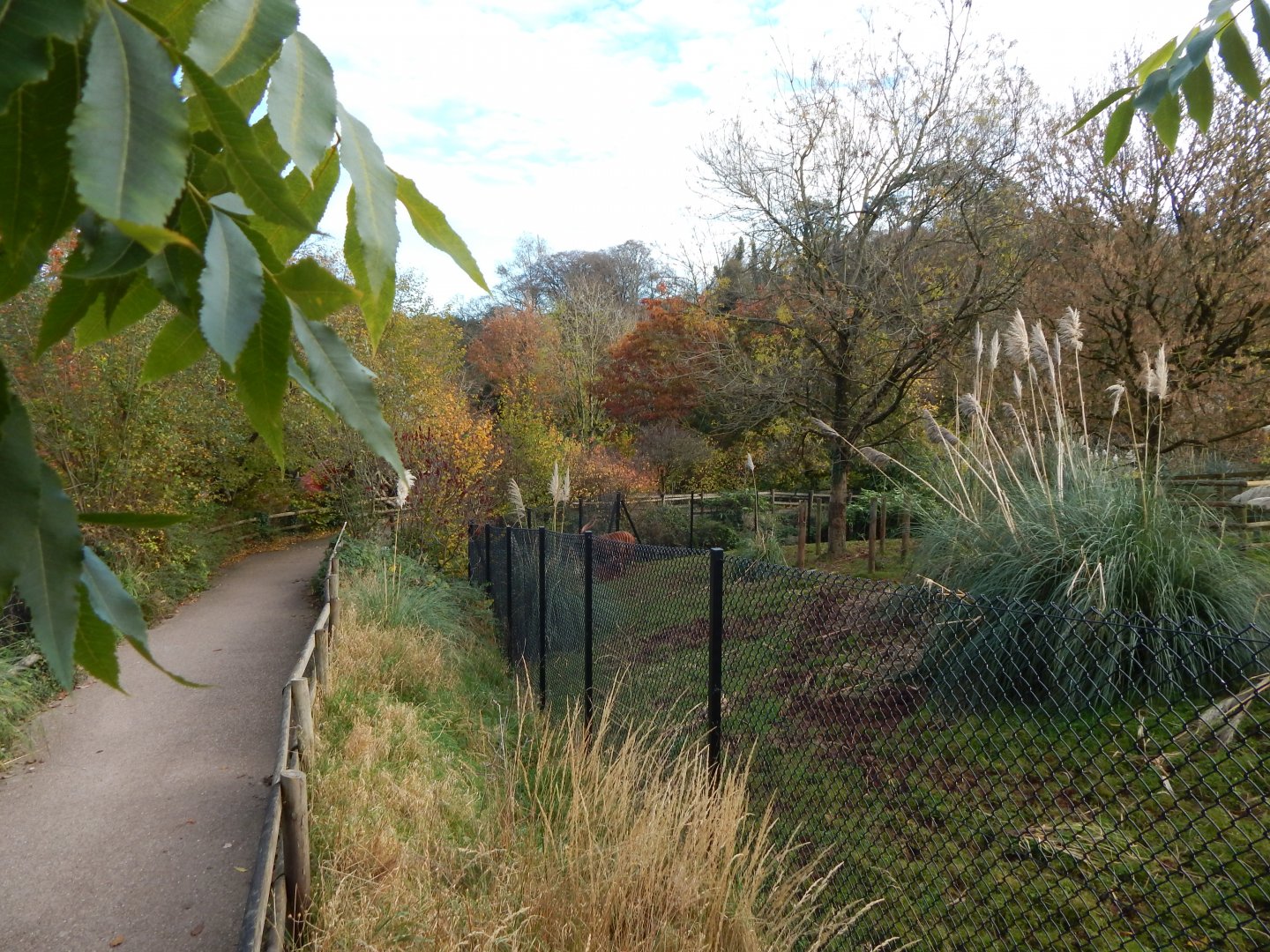 Eastern bongo enclosure 201121