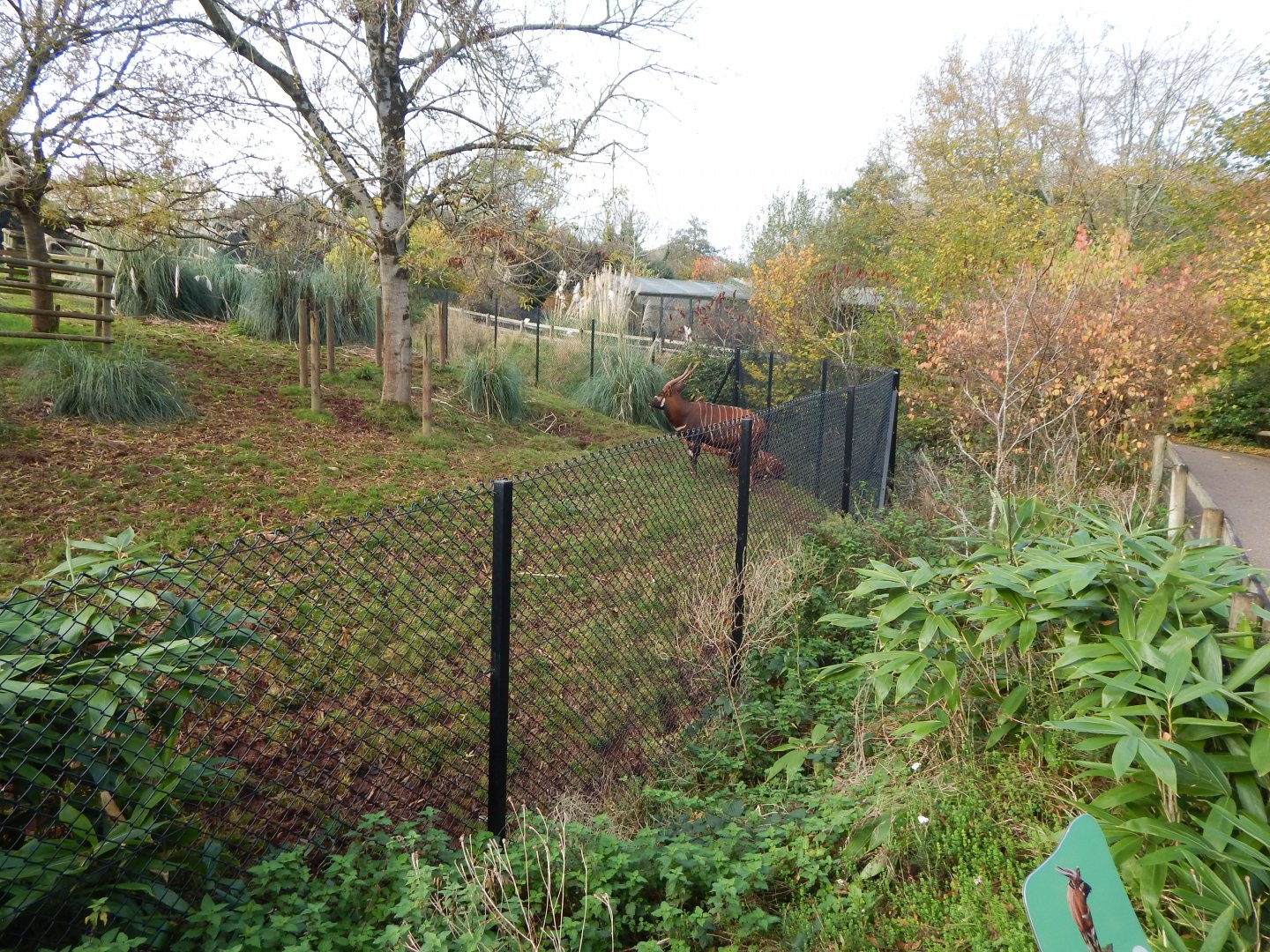 Eastern bongo enclosure 201121