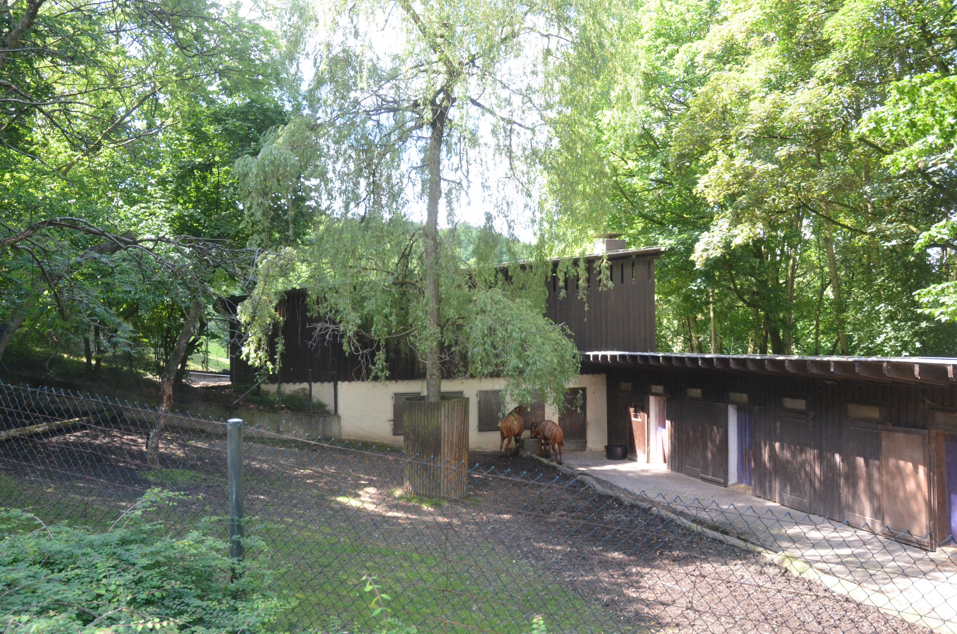 Eastern Bongo Enclosure at Wuppertal, 16/06/19