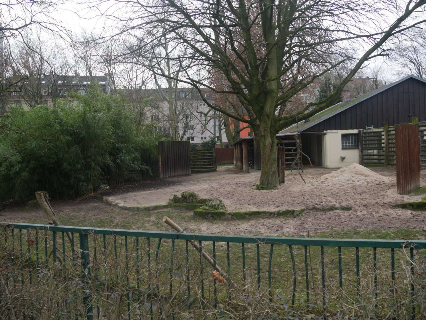 Eastern bongo enclosure (January 2019)
