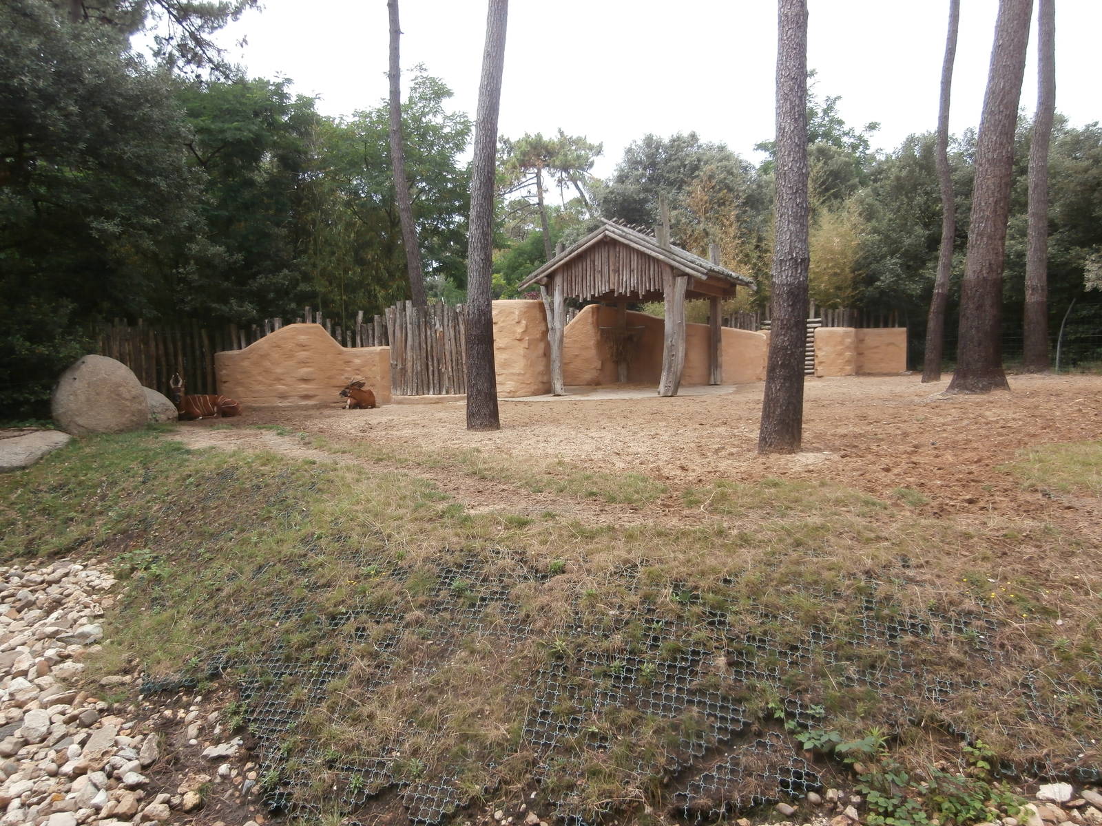 Eastern bongo enclosure
