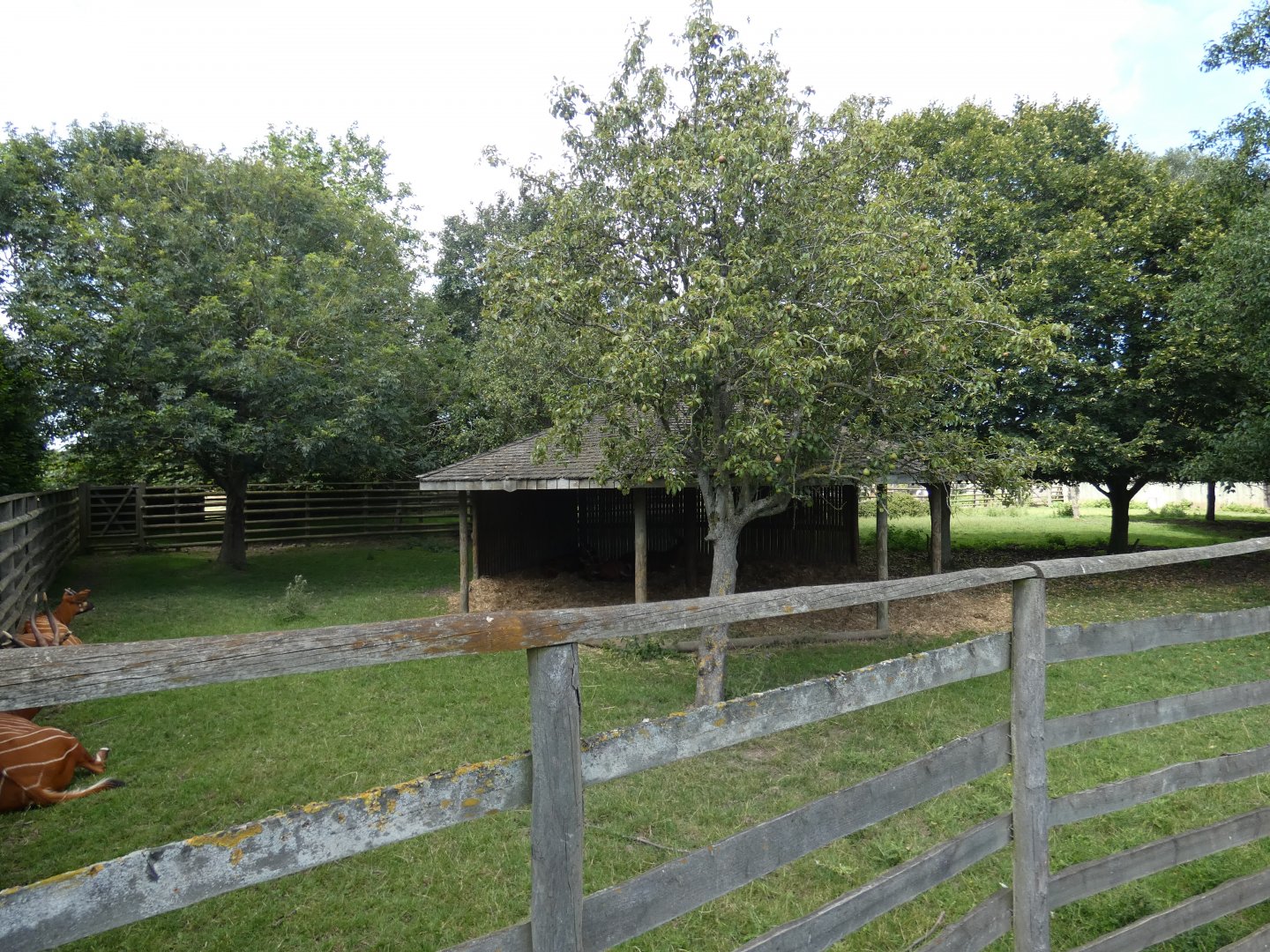 Eastern Bongo enclosure
