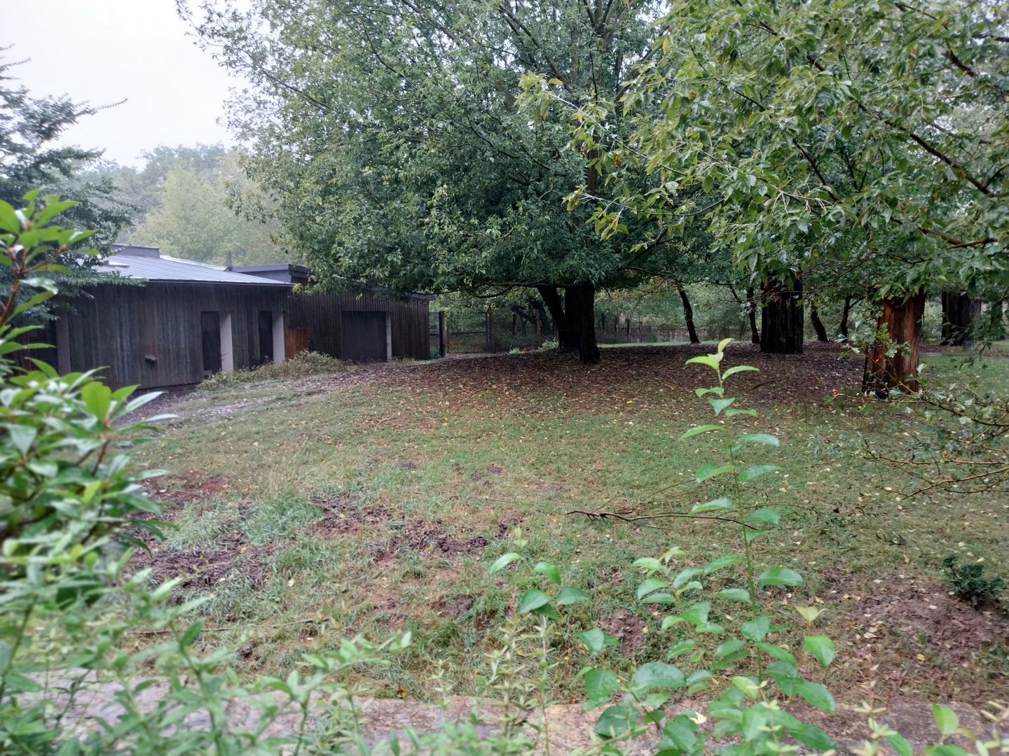Eastern bongo enclosure