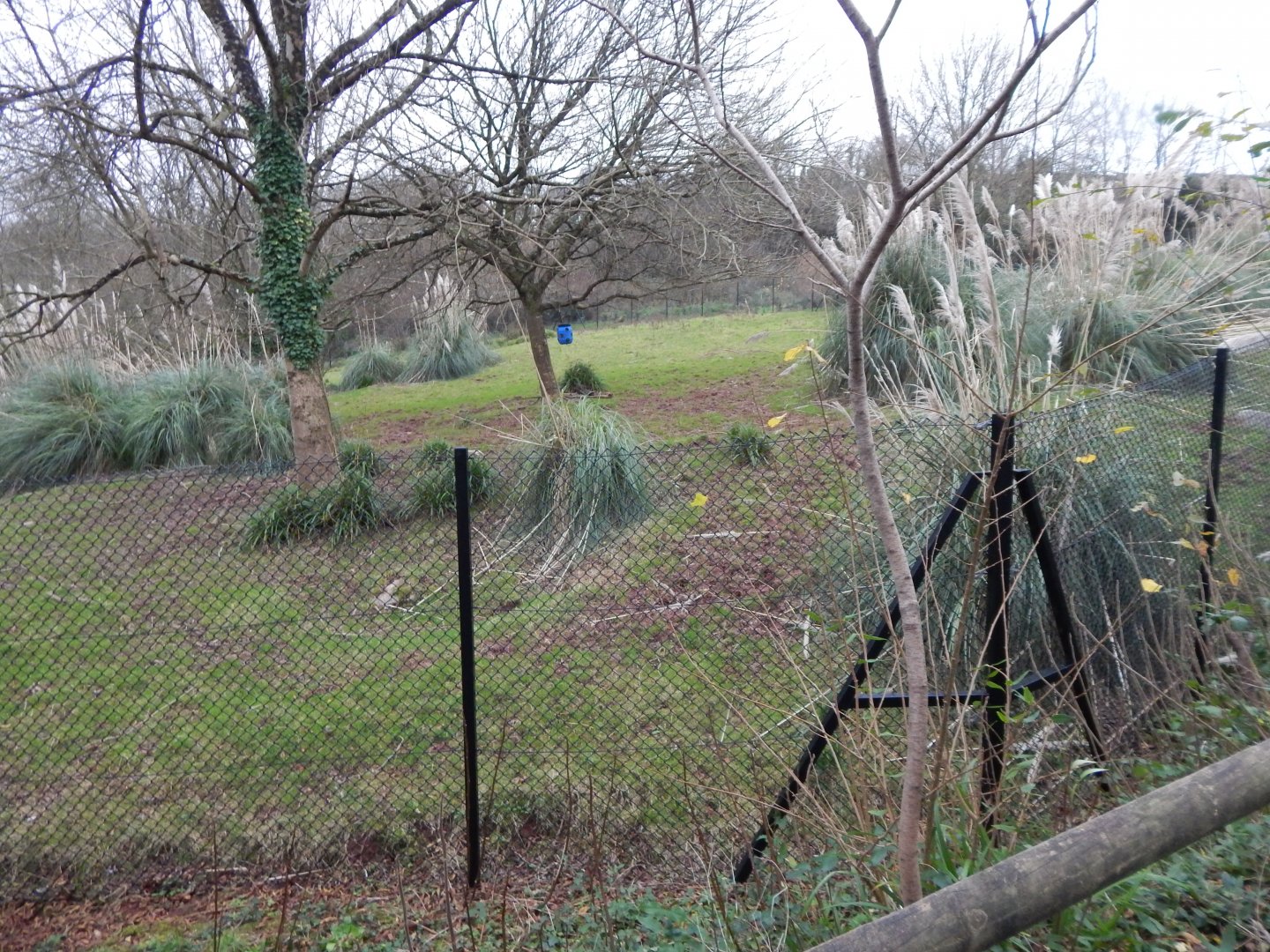 Eastern bongo exhibit 111224