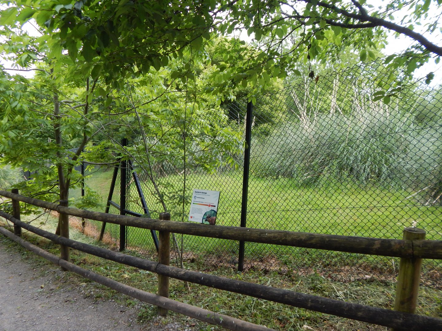 Eastern bongo exhibit 130624