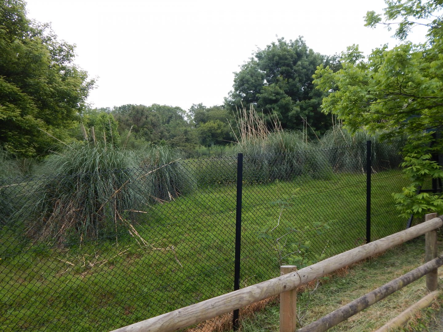 Eastern bongo exhibit 130624