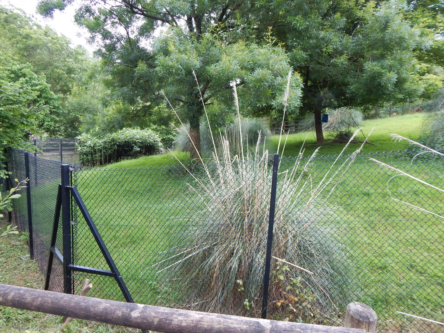 Eastern bongo exhibit 130624