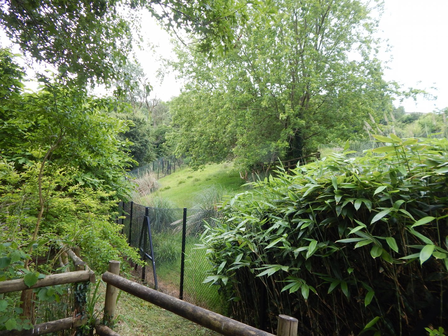 Eastern bongo exhibit 130624